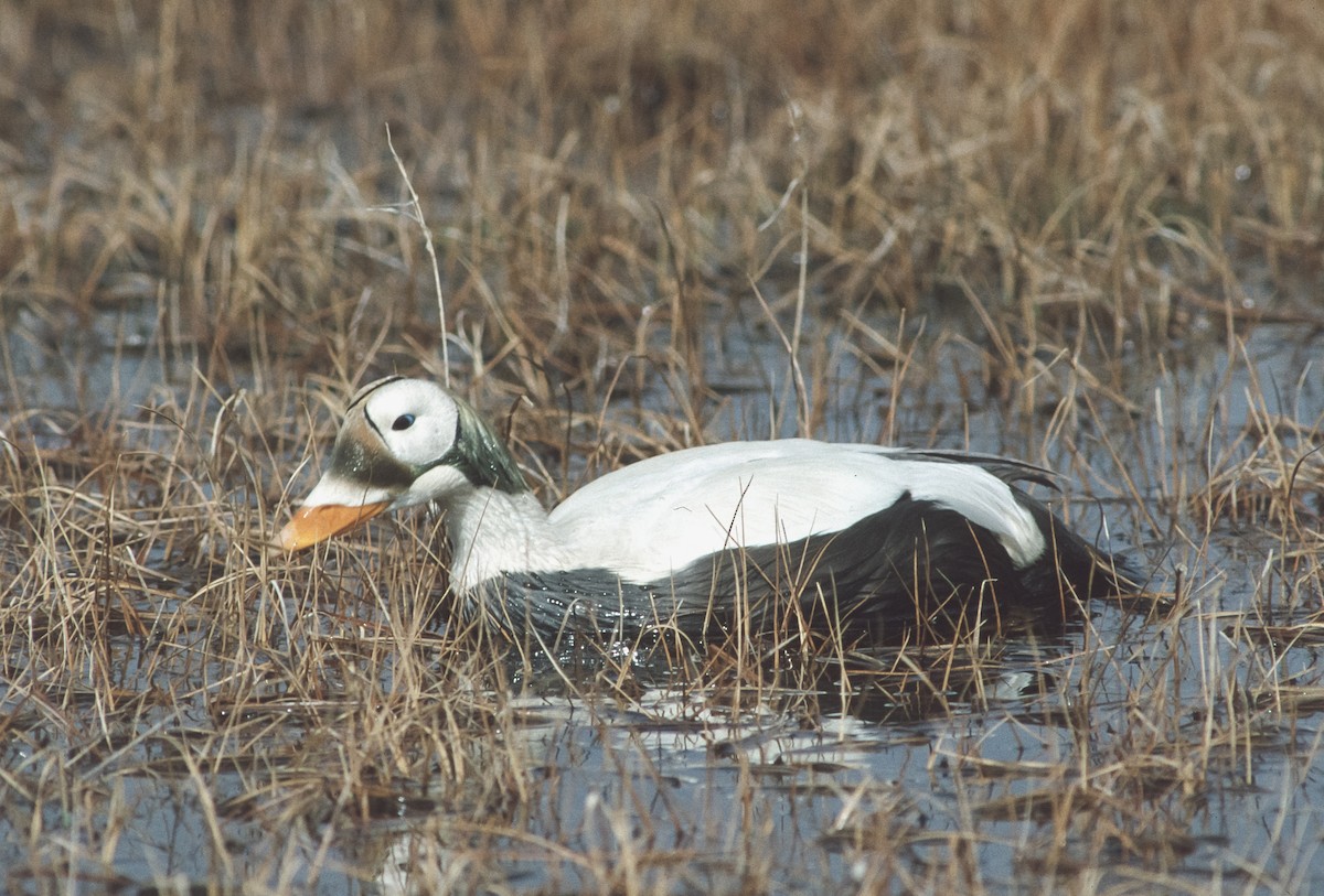 Spectacled Eider - Peter Kennerley