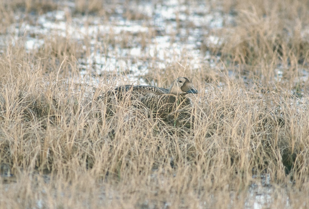 Spectacled Eider - ML155323901