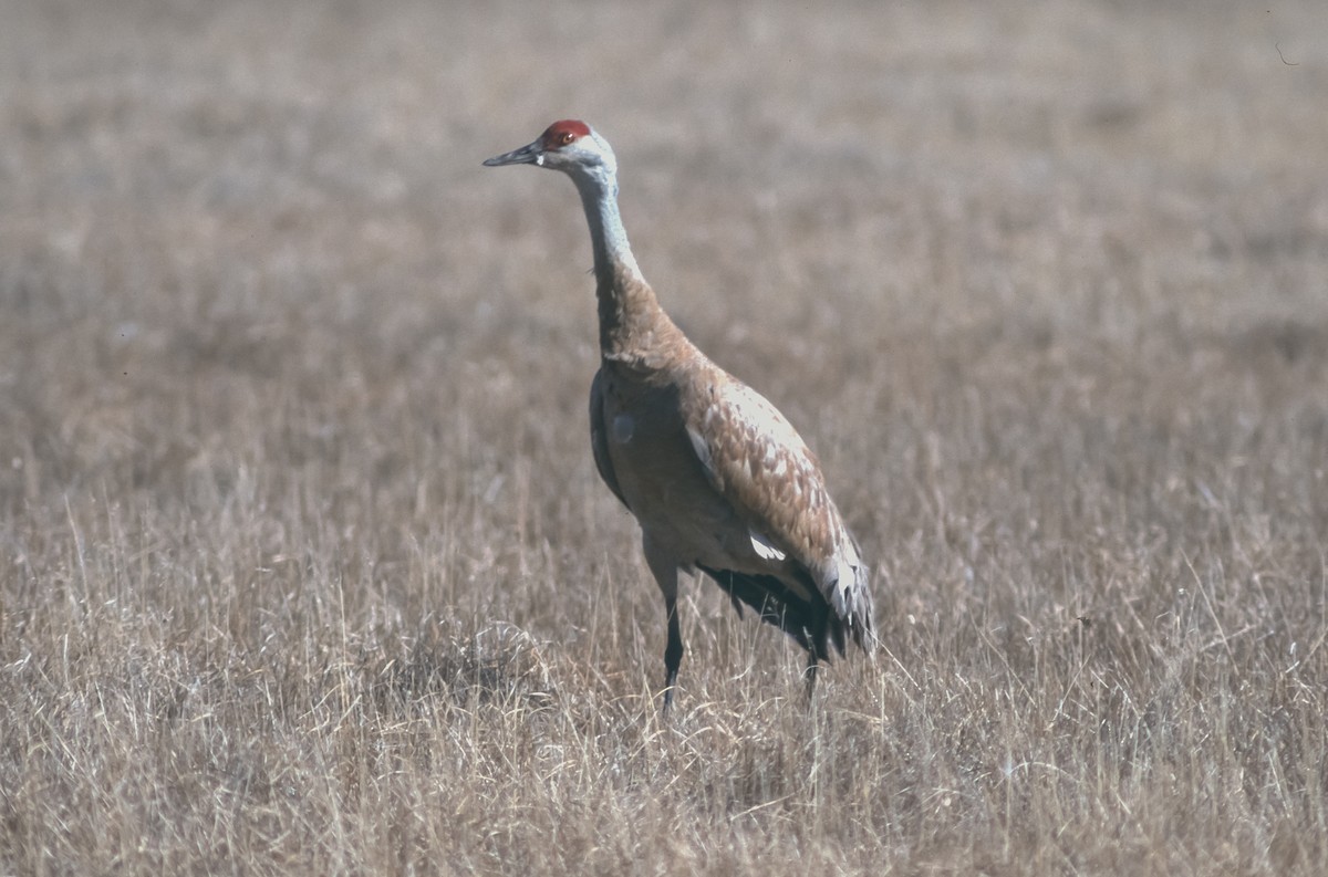 Sandhill Crane (canadensis) - Peter Kennerley