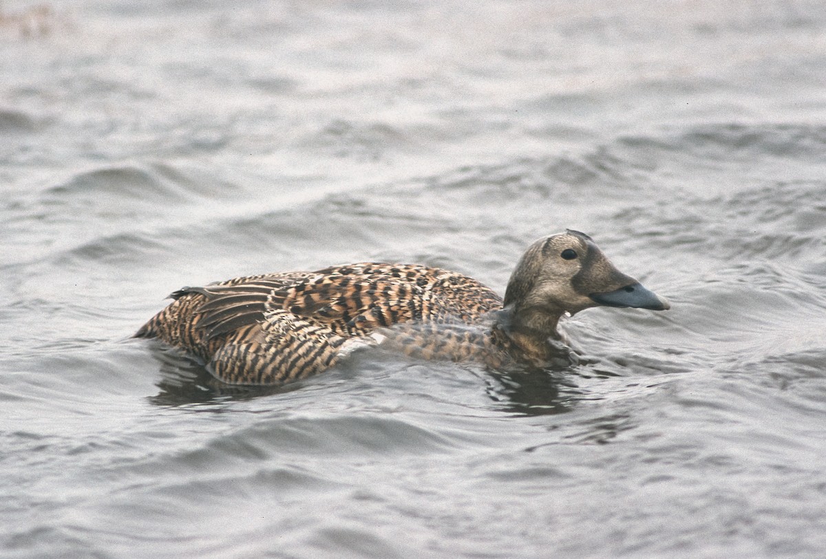 Spectacled Eider - Peter Kennerley
