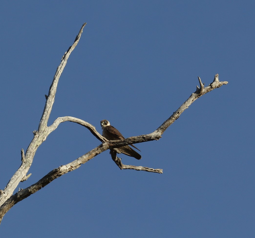 Australian Hobby - ML155324821