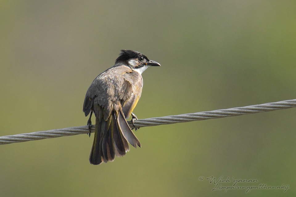 Light-vented x Styan's Bulbul (hybrid) - ML155324981