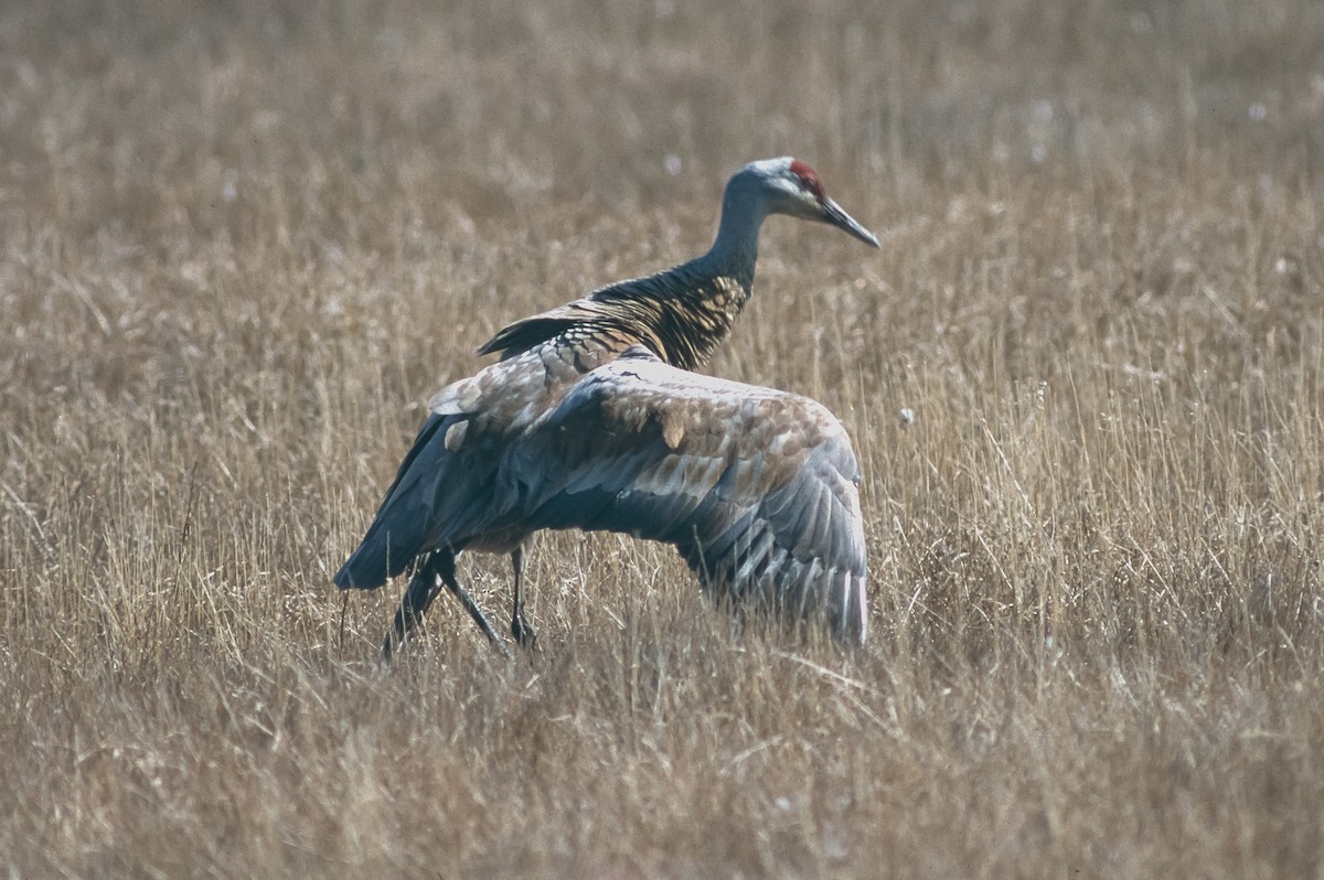 Sandhill Crane (canadensis) - Peter Kennerley