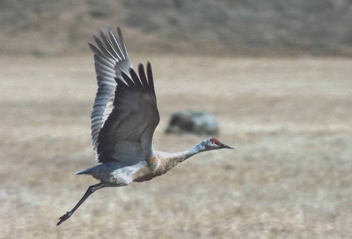 Sandhill Crane (canadensis) - Peter Kennerley