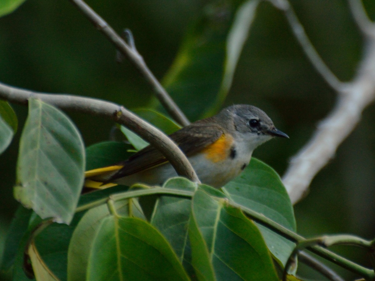 American Redstart - ML155325621