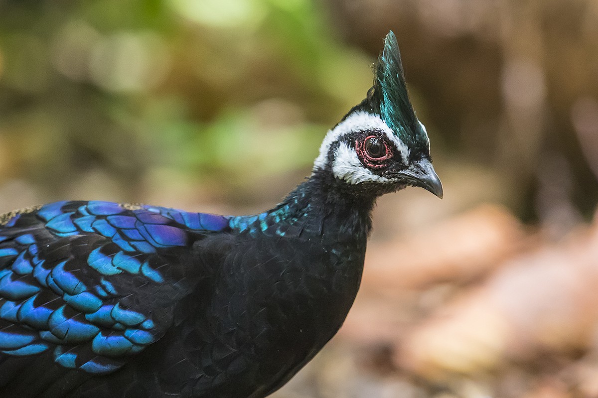 Palawan Peacock-Pheasant - Matthew Kwan