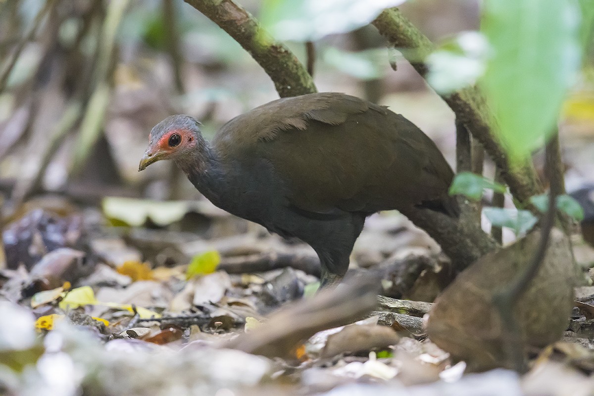 Philippinen-Großfußhuhn - ML155326881