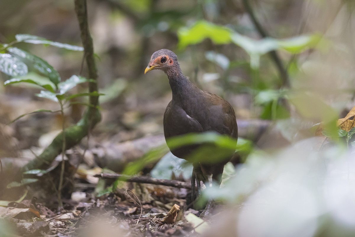 Philippine Megapode - ML155326891