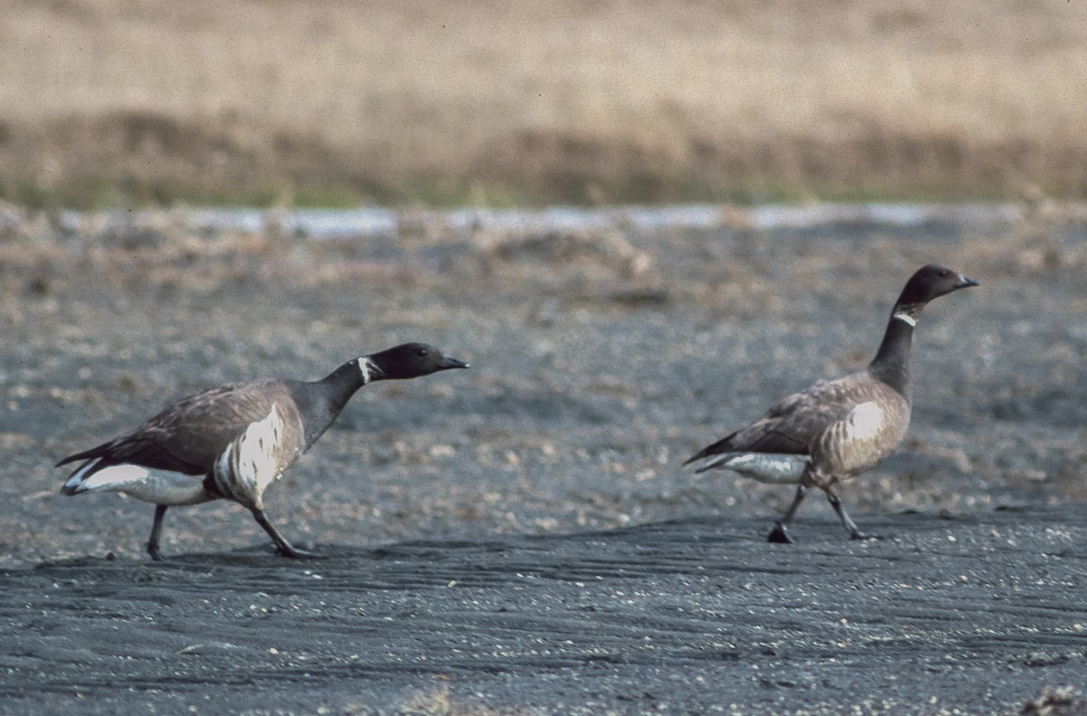 黑雁(nigricans) - ML155327631