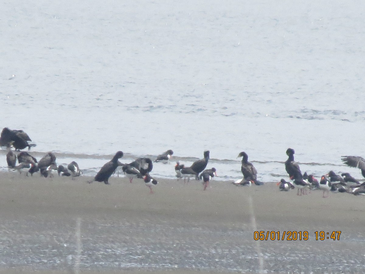 Eurasian Oystercatcher - Michael Simmons