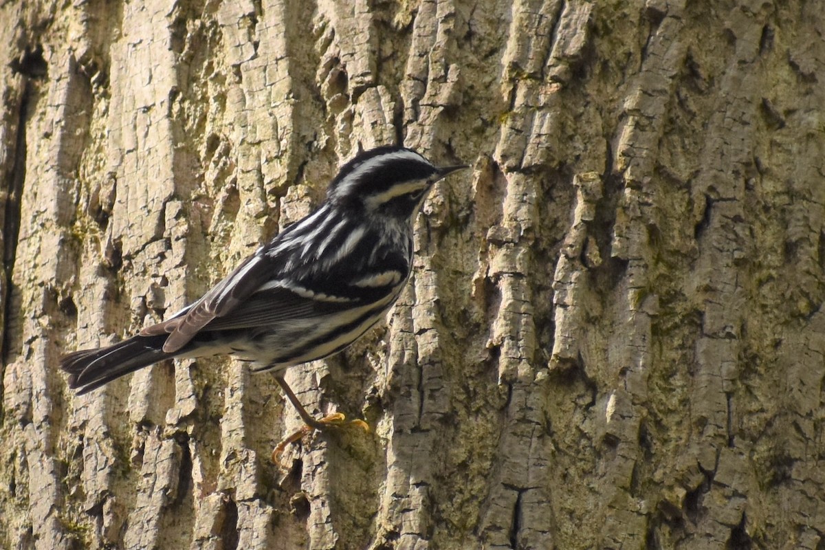 Black-and-white Warbler - Mickie Getz