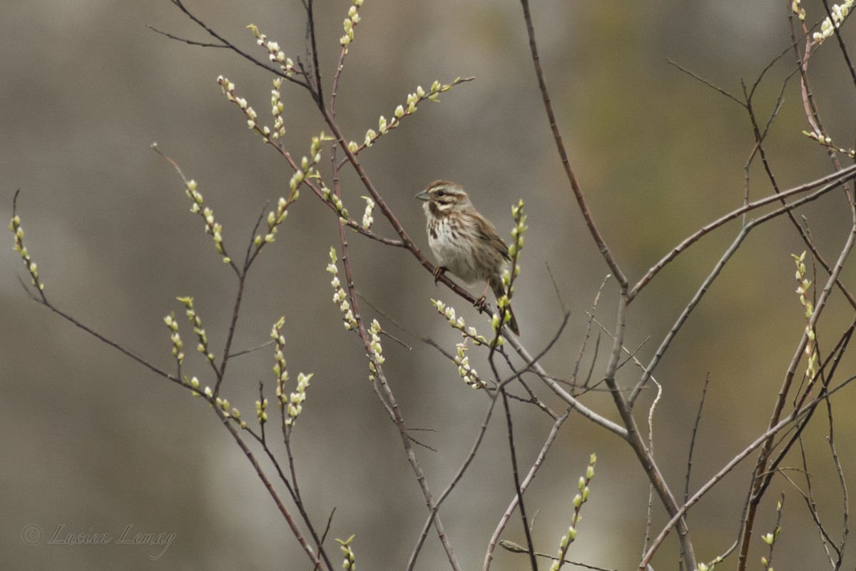 Song Sparrow - ML155330731