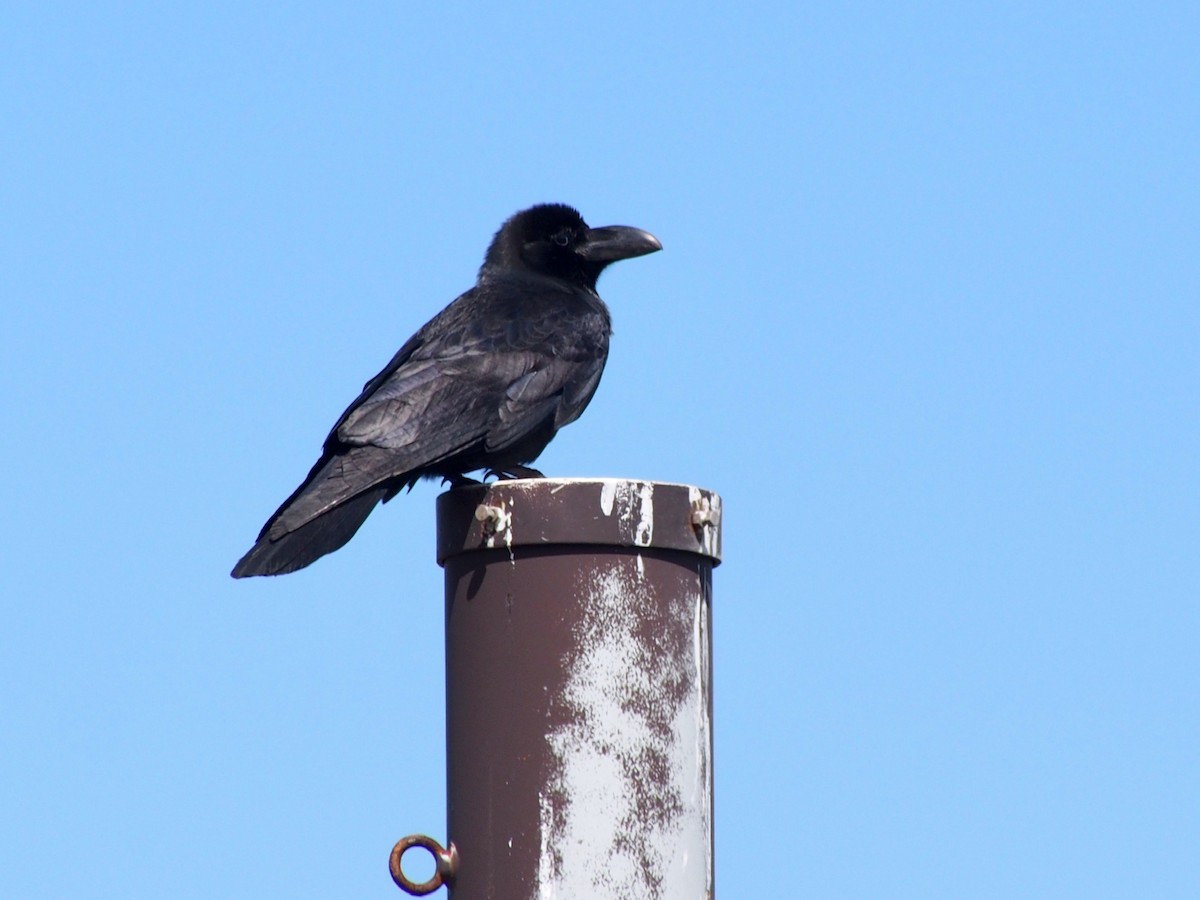 Large-billed Crow - ML155331851