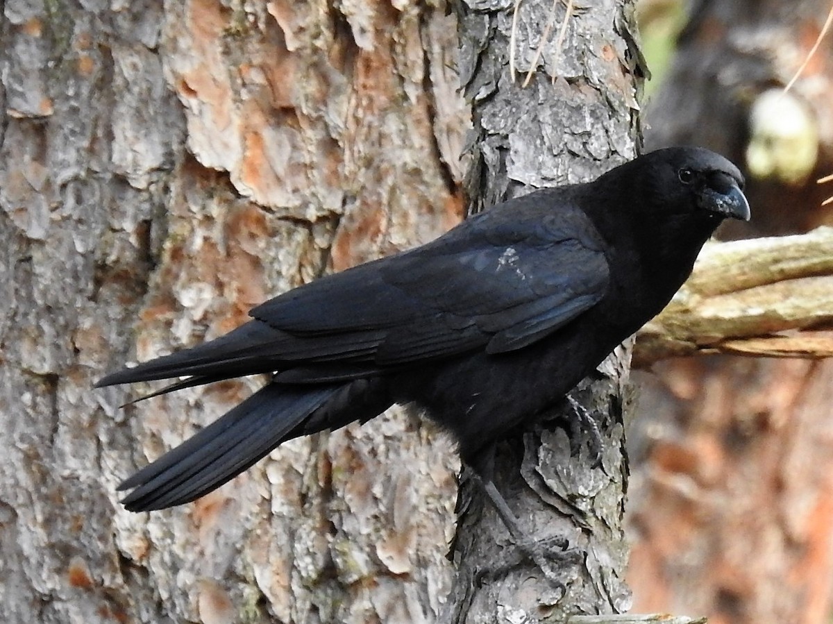 American Crow - ML155332471