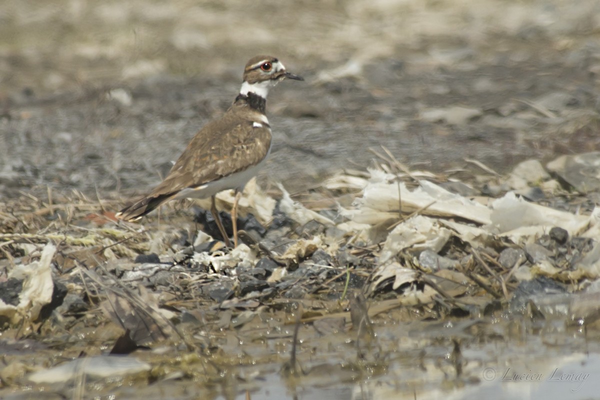 Killdeer - ML155336861