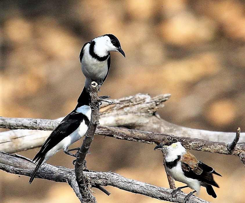 Banded Honeyeater - Berend van Baak