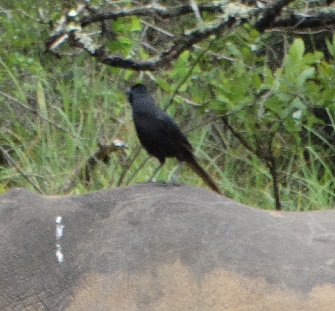 Piapiac - David StClair