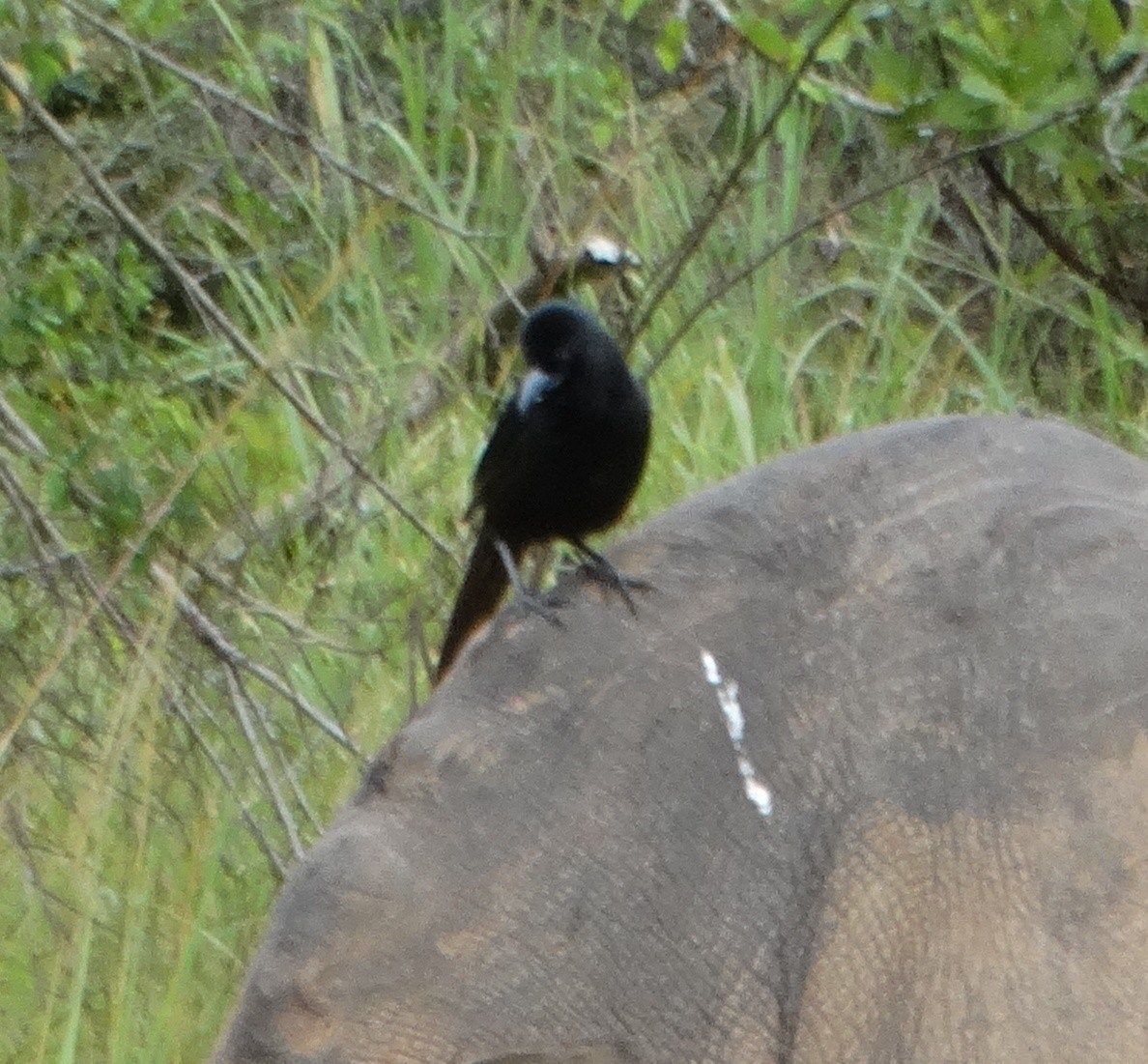 Piapiac - ML155340481