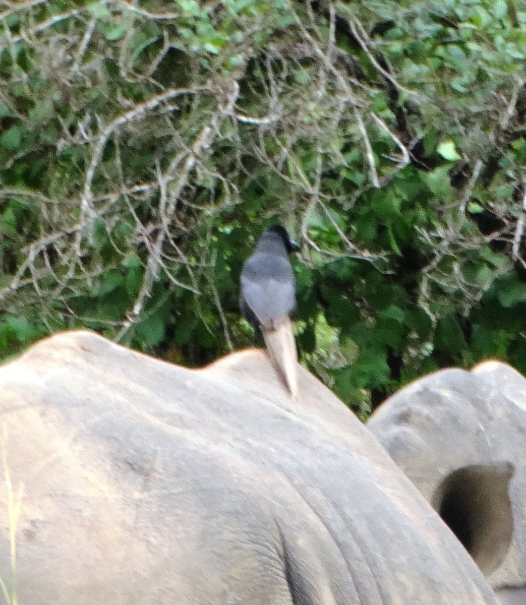 Piapiac - ML155340491