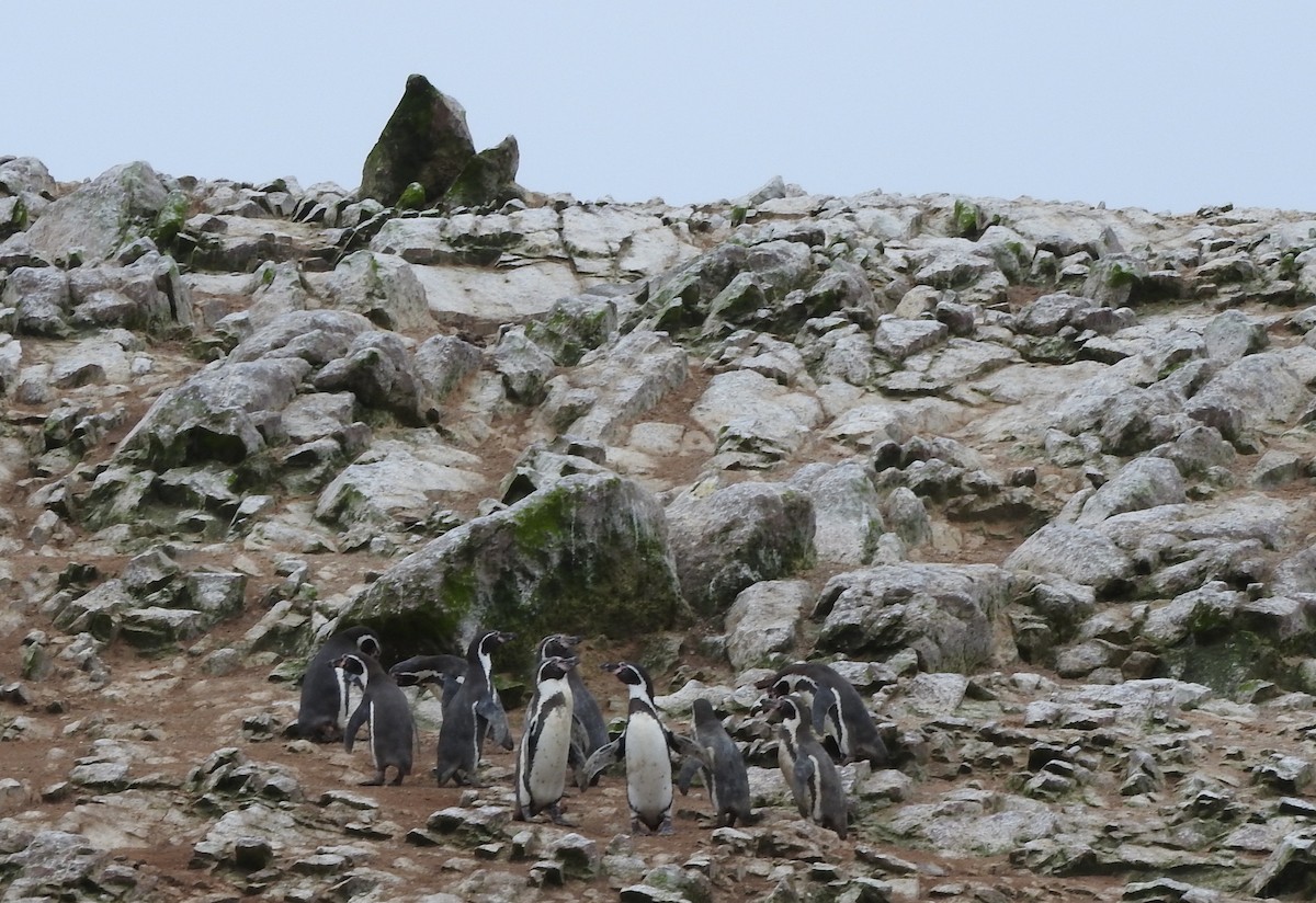 Humboldt Penguin - ML155343241