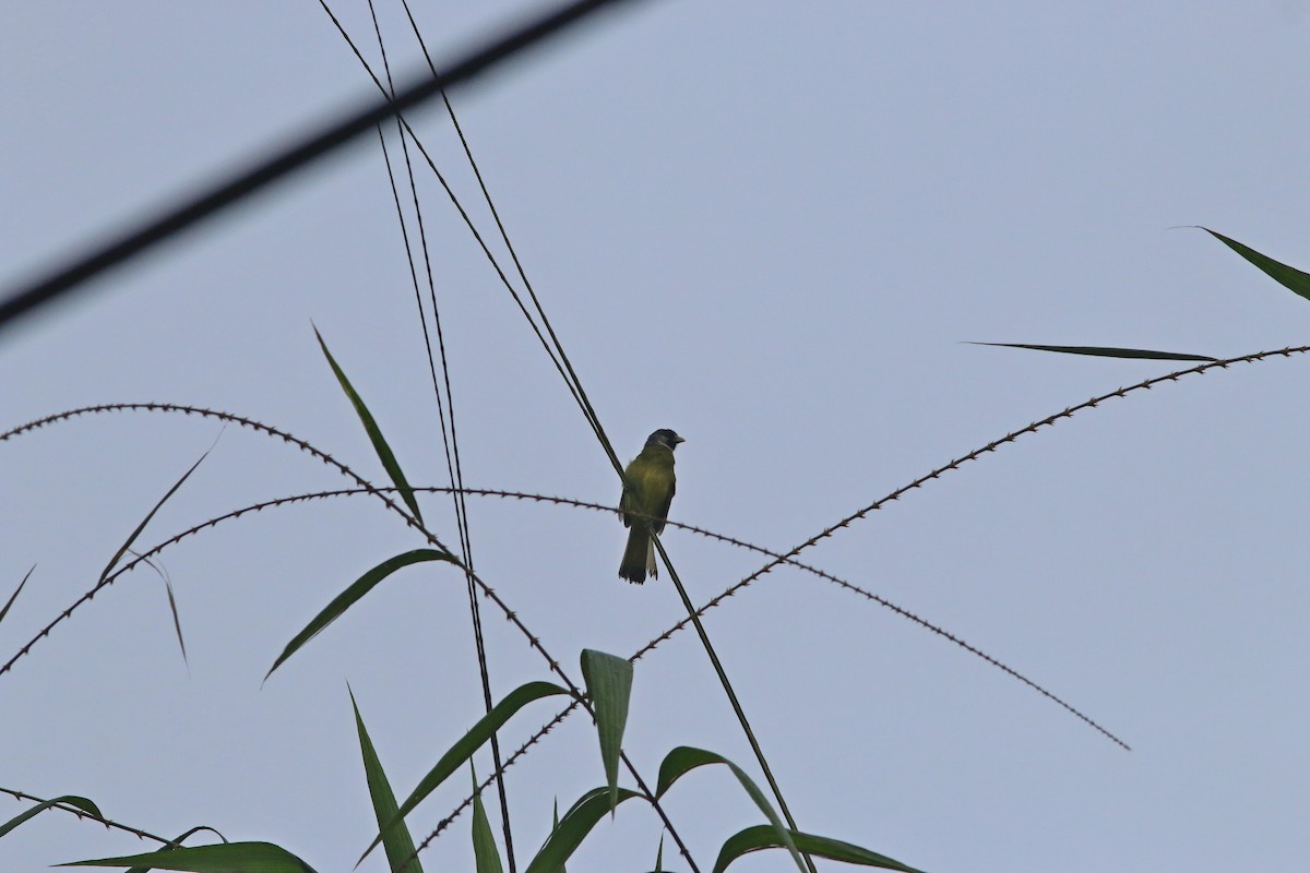 Collared Finchbill - ML155343421