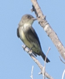 Olive-sided Flycatcher - Scott Young