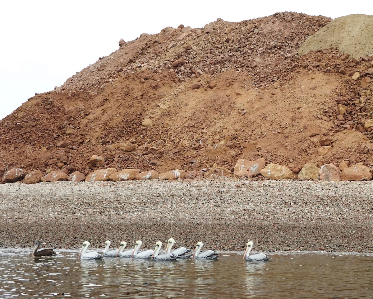 Peru Pelikanı - ML155347621