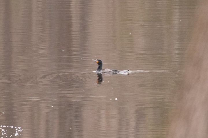 Double-crested Cormorant - ML155349261