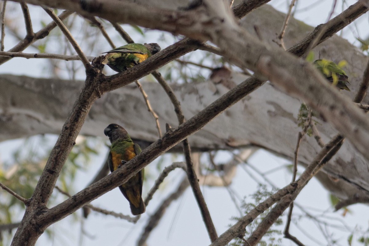 Senegal Parrot - Anonymous