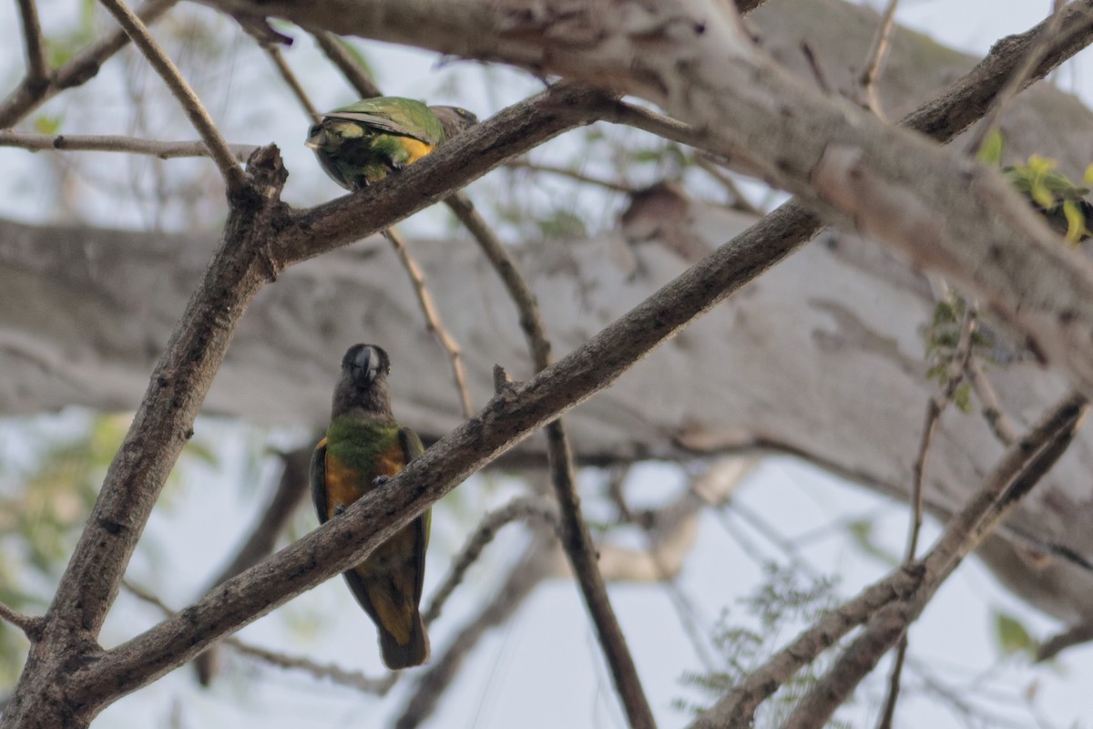 Senegal Parrot - Anonymous