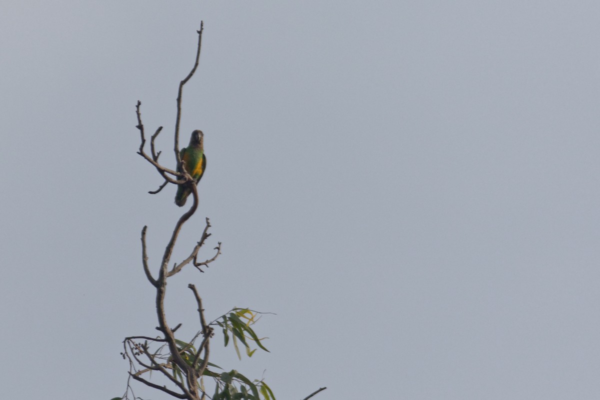 Senegal Papağanı - ML155349891