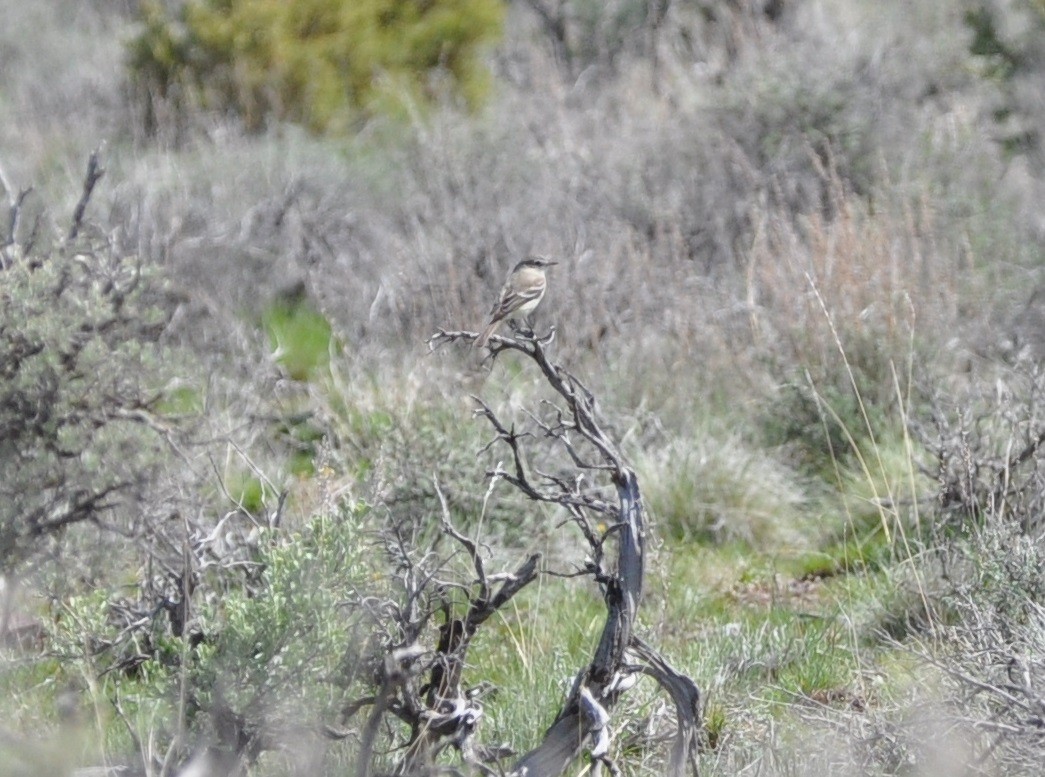 Hammond's Flycatcher - ML155351001