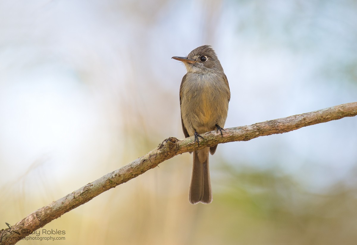 Cuban Pewee - ML155352781