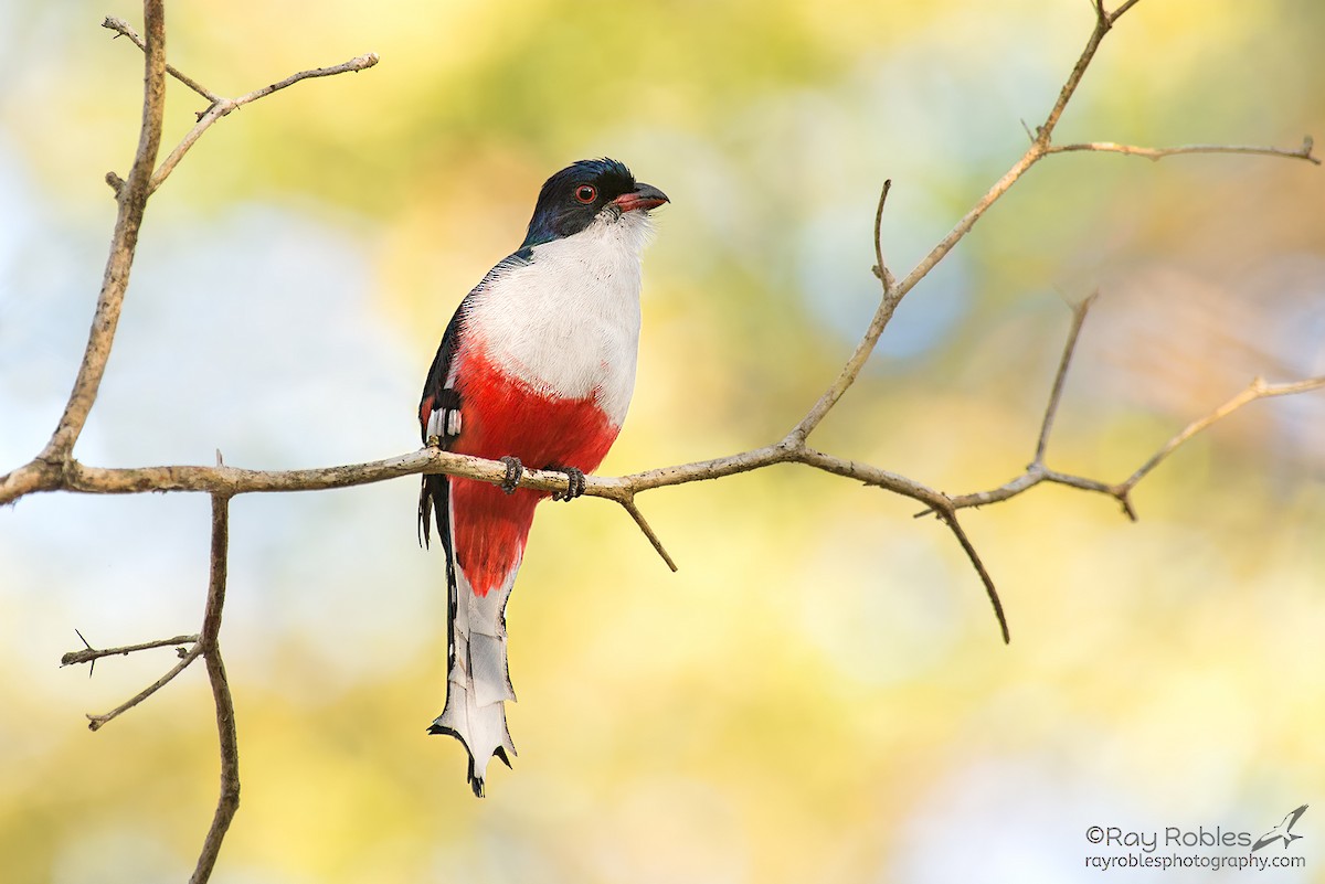 Cuban Trogon - ML155352821