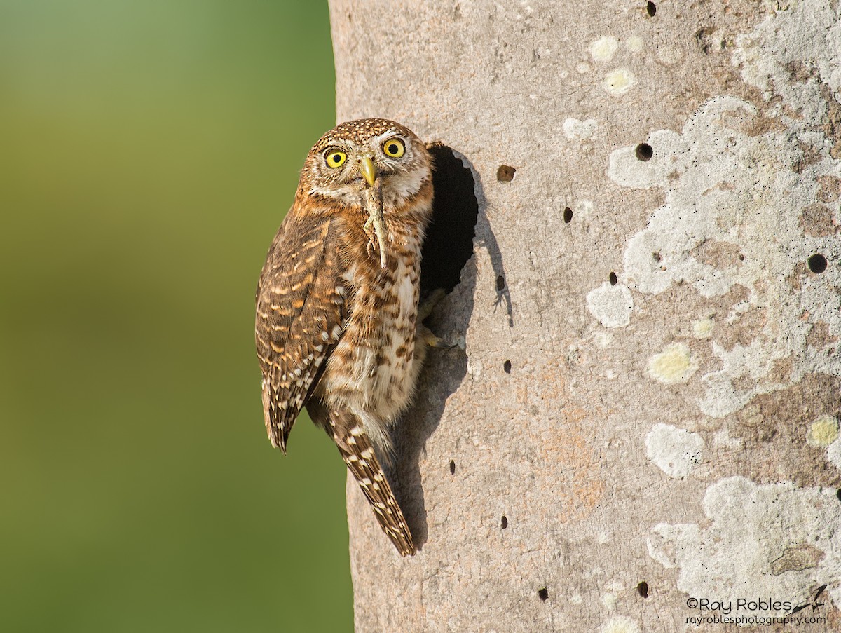 Cuban Pygmy-Owl - ML155352871