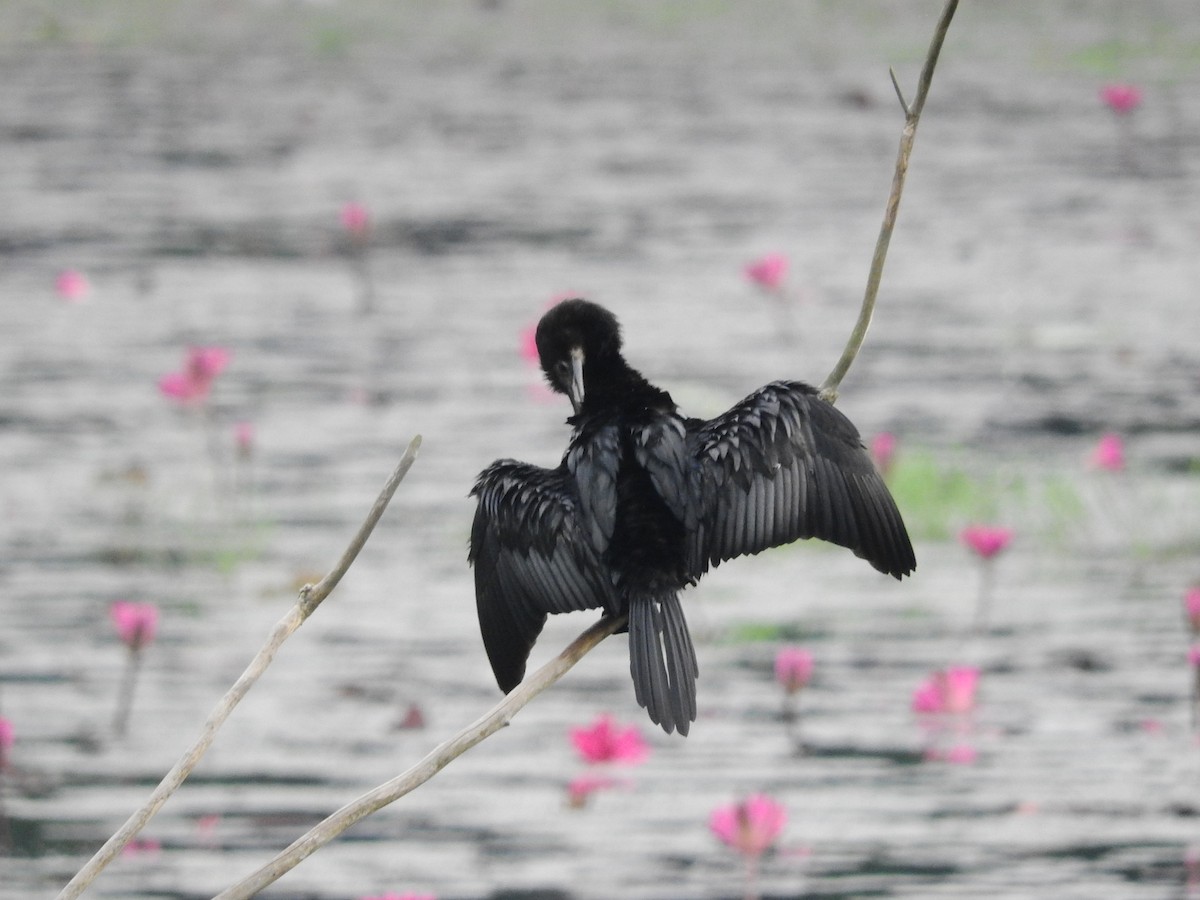 Cormorán de Java - ML155353221