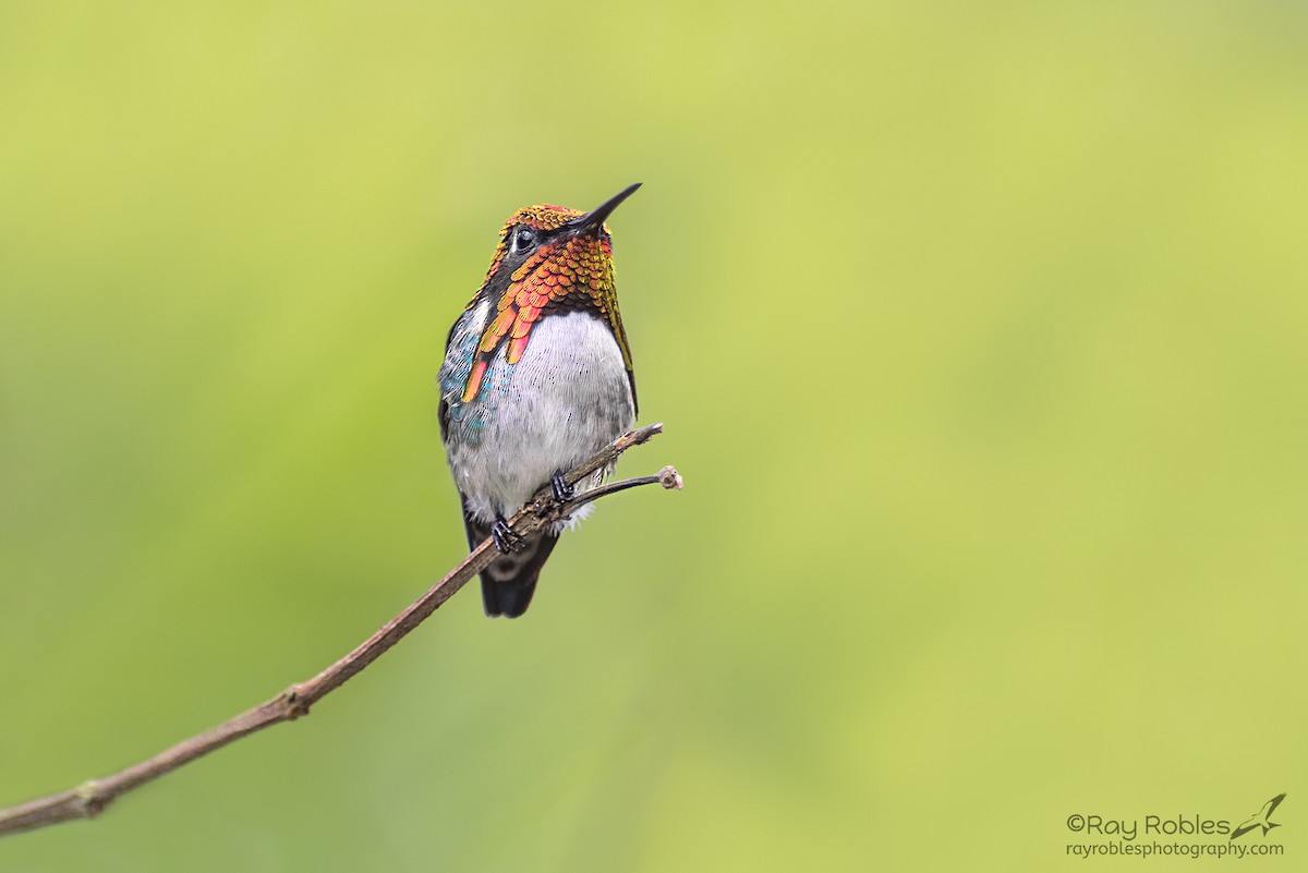 Bee Hummingbird - ML155353521