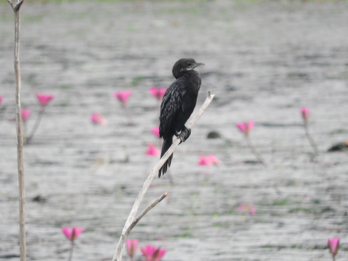 Cormorán de Java - ML155353601