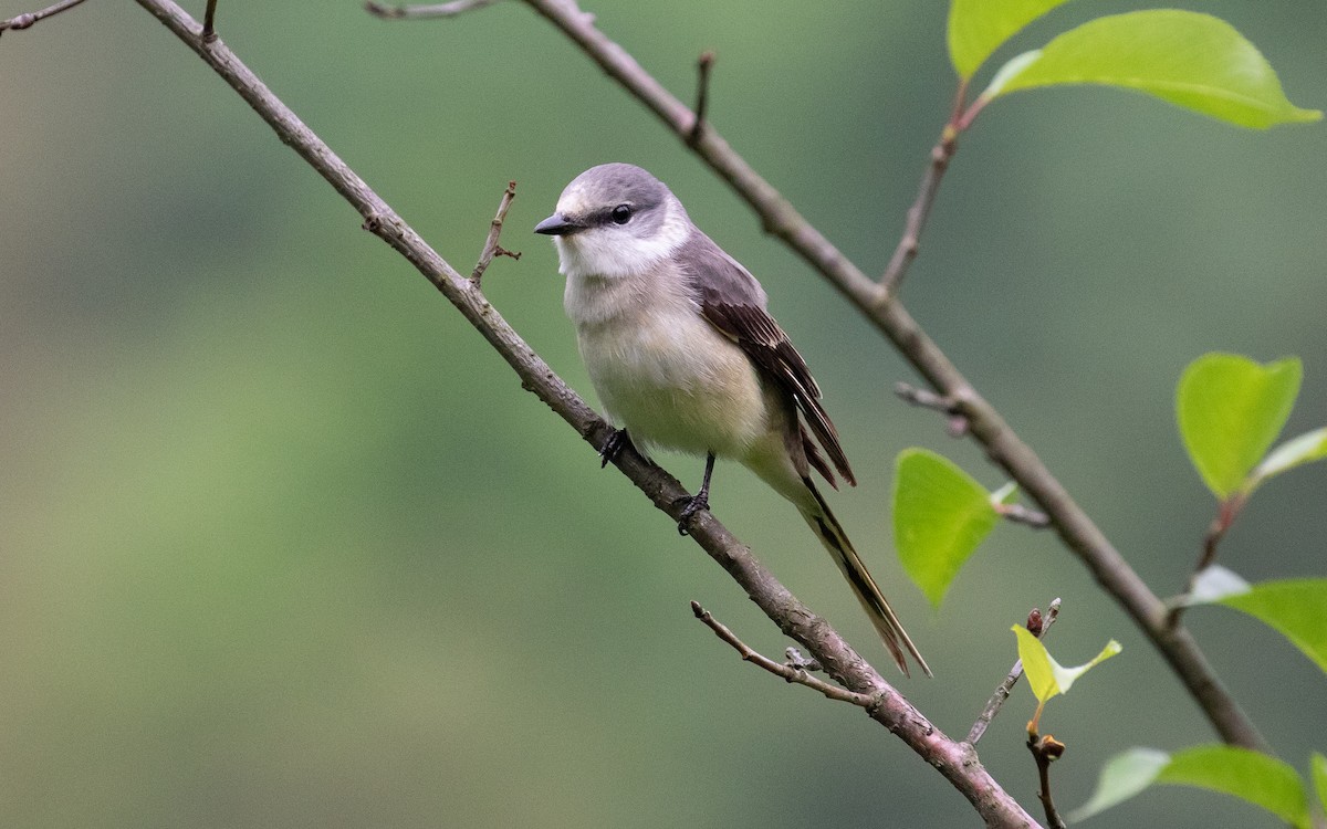 Brown-rumped Minivet - ML155353641