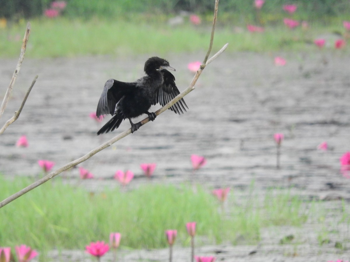 Cormorán de Java - ML155353721