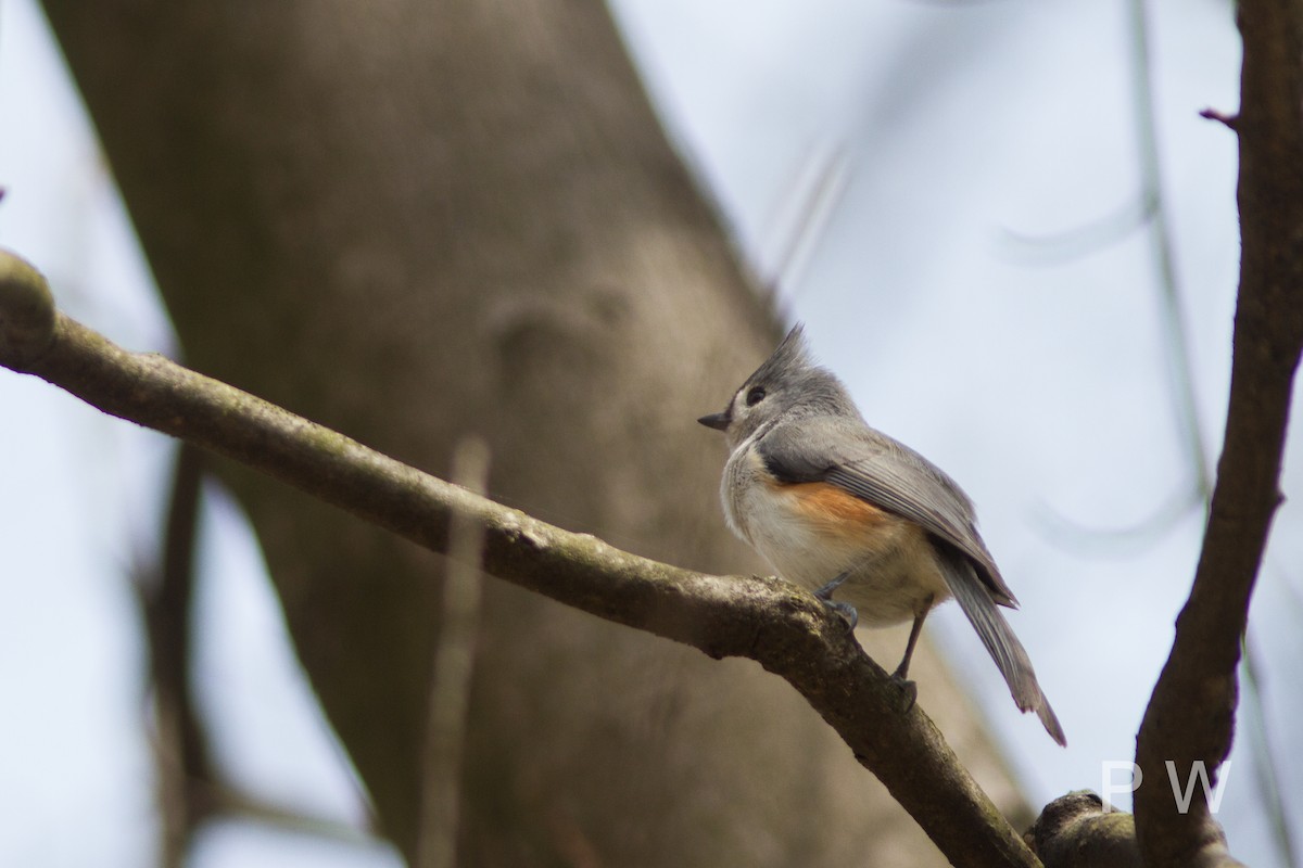 Tufted Titmouse - Paul Weaver