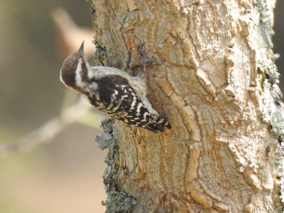 Brown-capped Pygmy Woodpecker - ML155355961