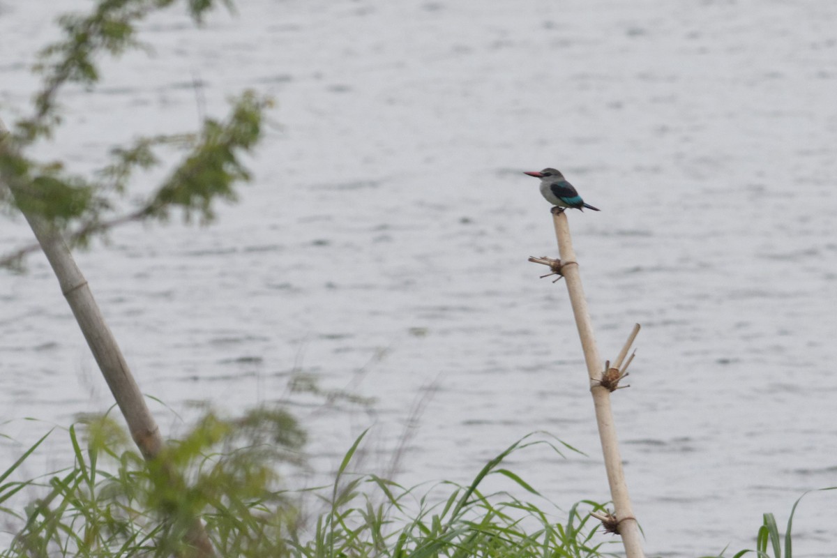 Woodland Kingfisher - ML155356371