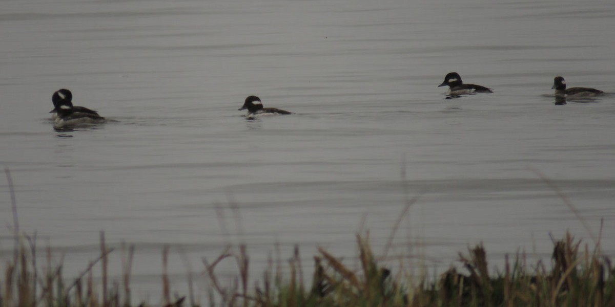 Bufflehead - Thomas Schultz