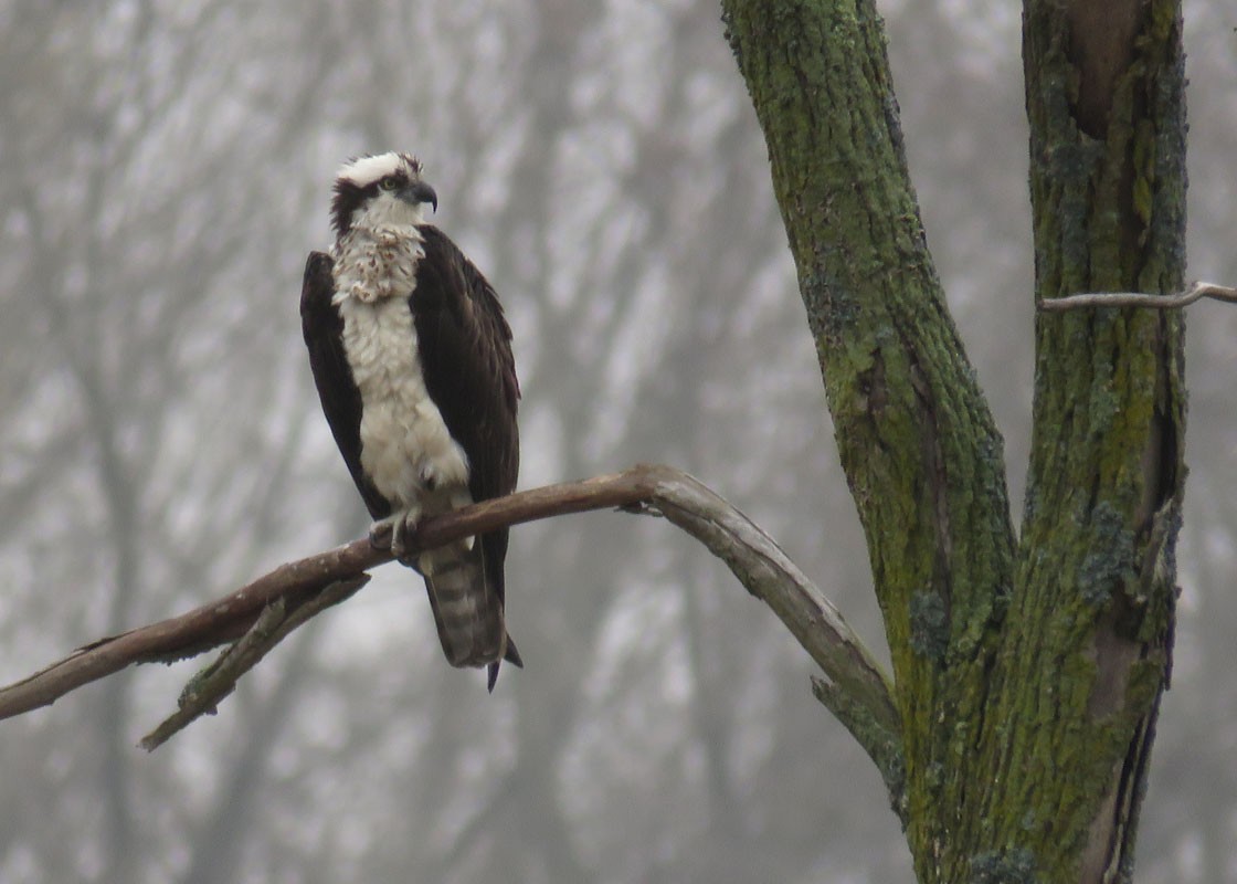 Osprey - Thomas Schultz