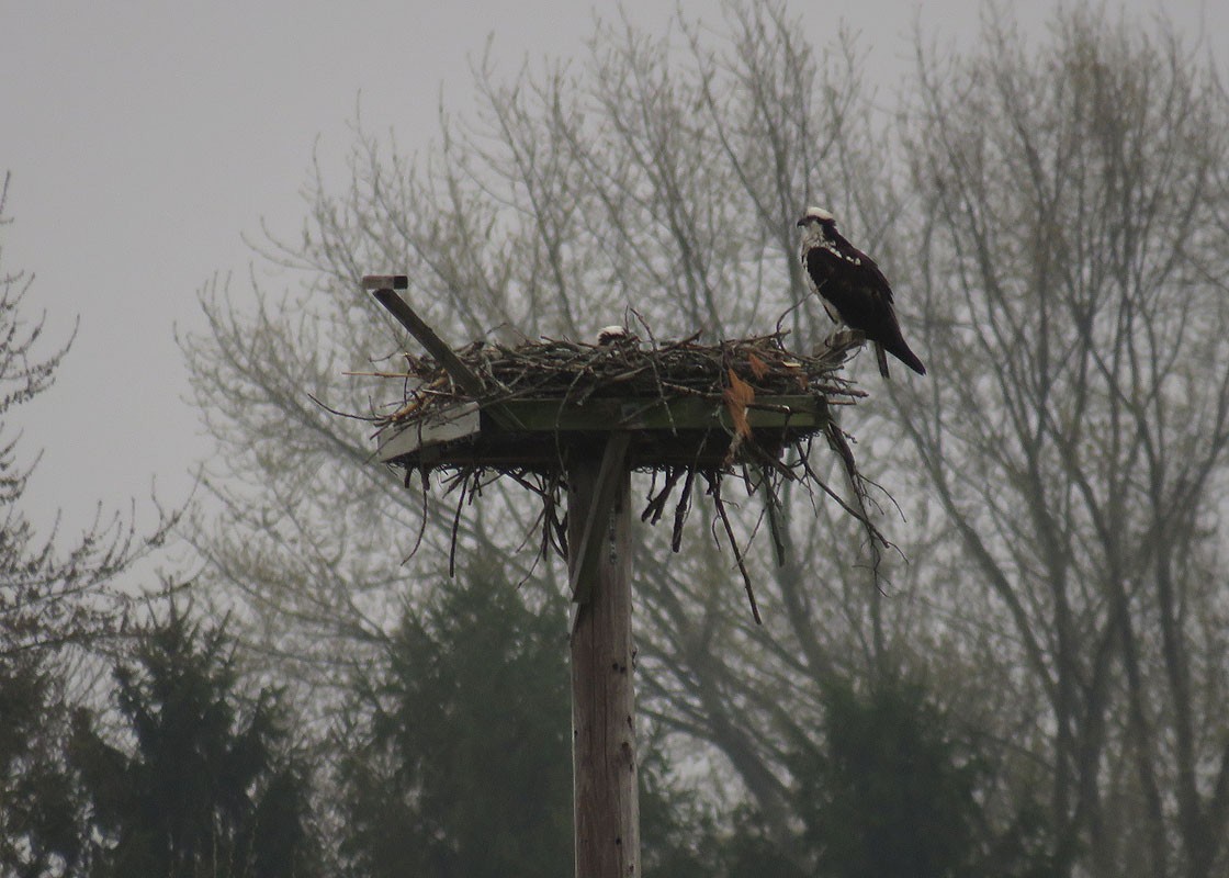 Osprey - Thomas Schultz