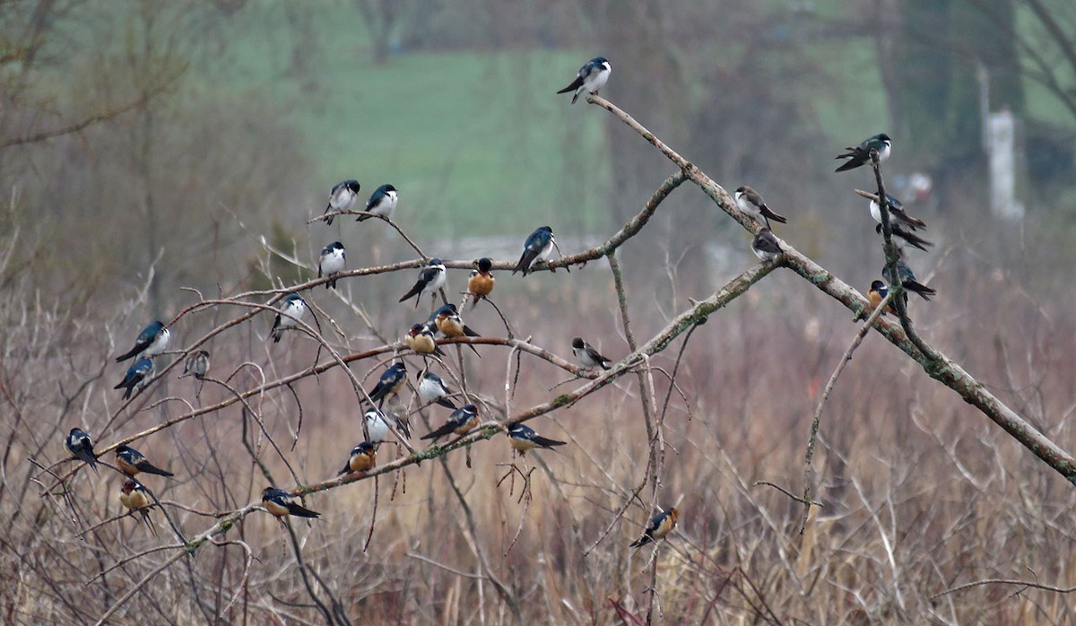 Tree Swallow - ML155357111