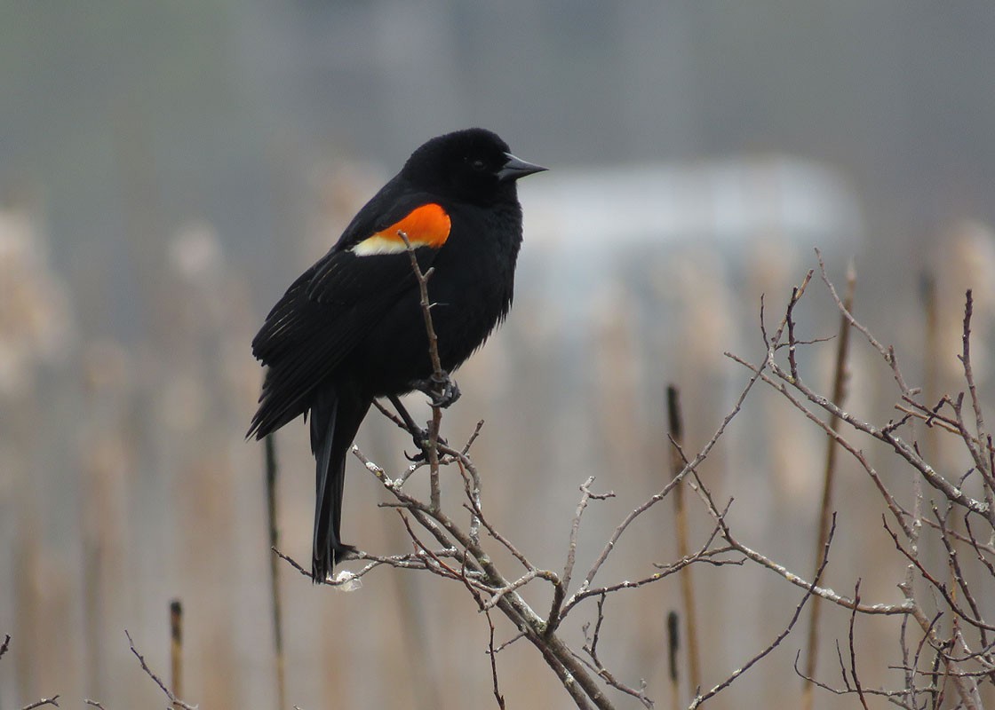 Red-winged Blackbird - ML155357191