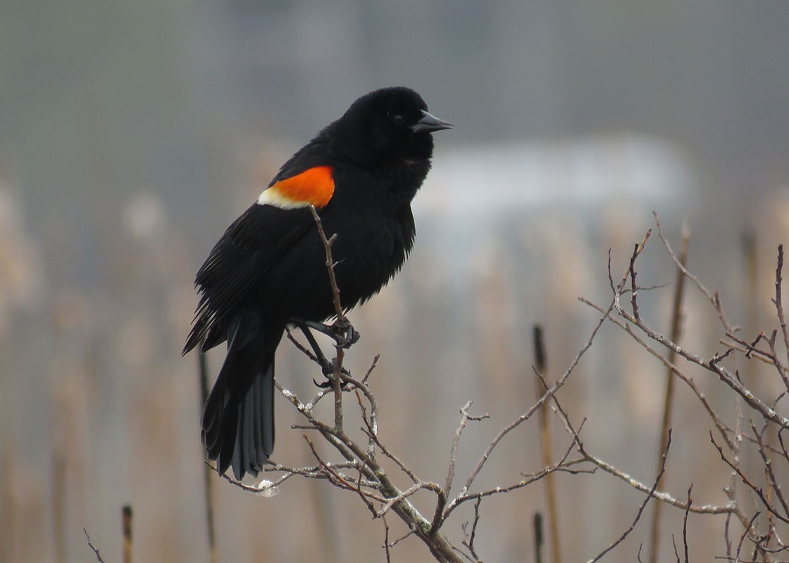 Red-winged Blackbird - ML155357201