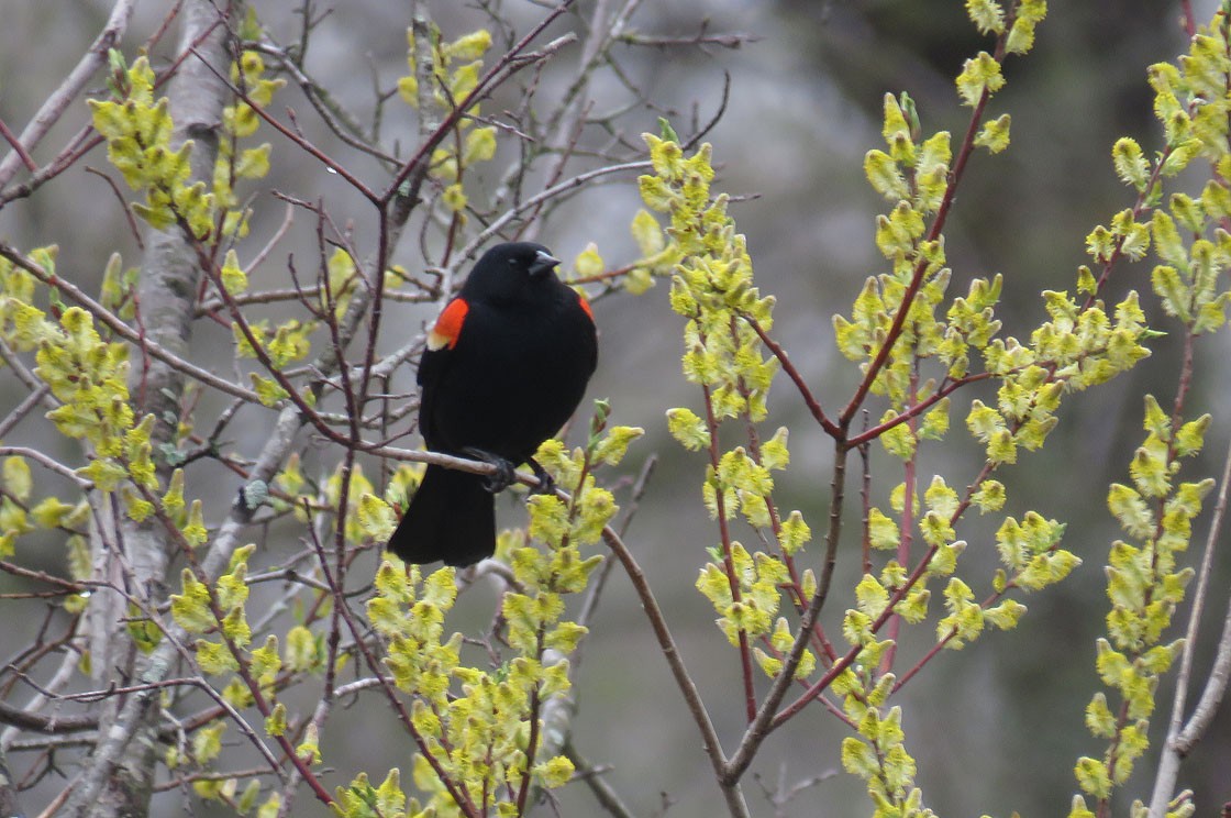 Red-winged Blackbird - ML155357221
